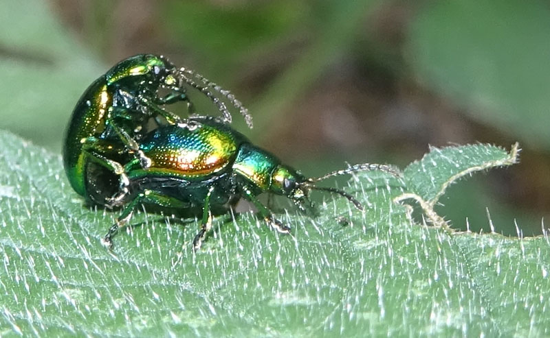 Chrysolina fastuosa, Chrysomelidae